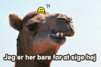 grineren kamel