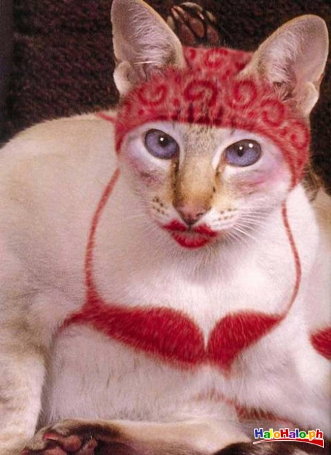 Nederen kat