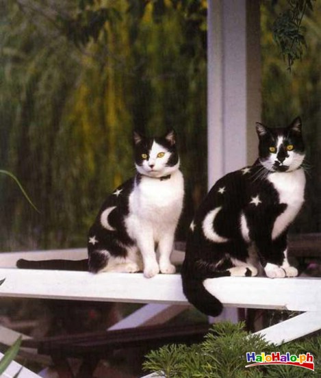 Star Cats